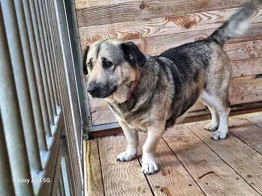 Pies do adopcji, Orzechowce, 11 lipca 2025 (1/4)