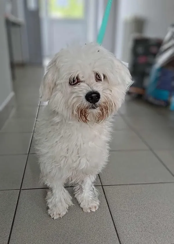 Znaleziono psa, Lublin, 8 lipca 2025