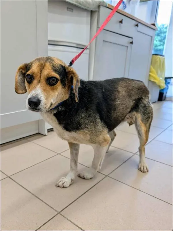 Znaleziono psa, Grudziądz, 11 lipca 2025