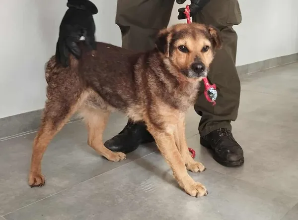 Znaleziono psa, Toruń, 10 lipca 2025