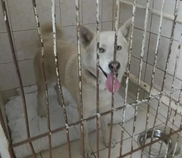 Znaleziono psa, Toruń, 7 lipca 2025