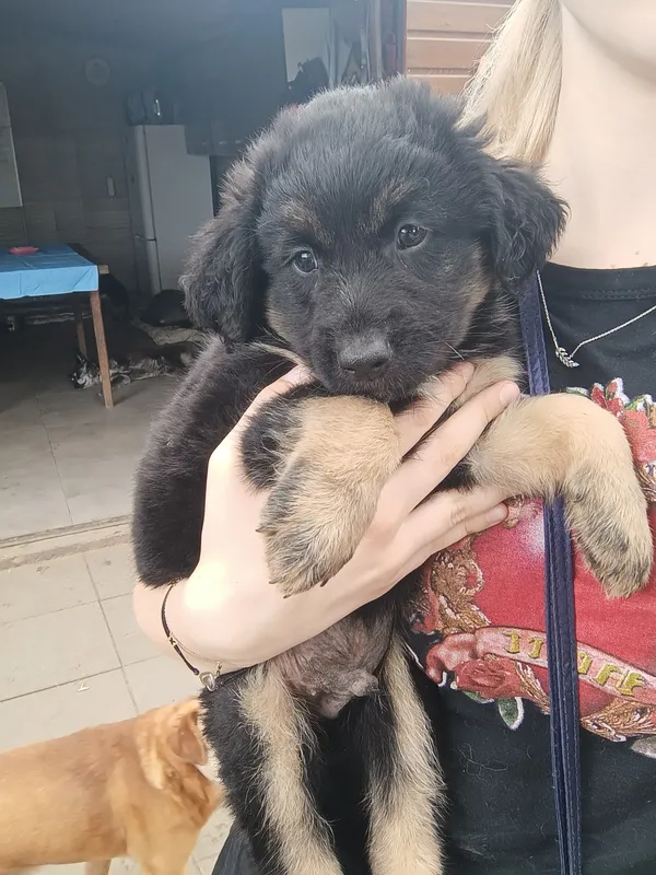 Oddam psa, Szłapy, 12 lipca 2025 (1/2)