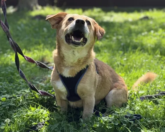 Pies do adopcji, Kraków, 27 czerwca 2025 (2/5)