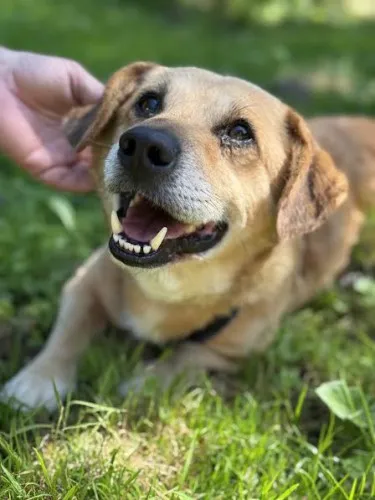 Pies do adopcji, Kraków, 27 czerwca 2025 (3/5)