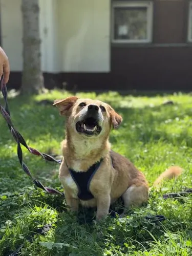 Pies do adopcji, Kraków, 27 czerwca 2025 (4/5)