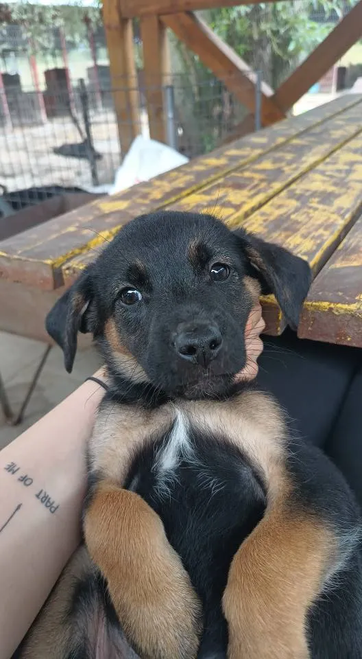 Oddam psa, Olsztyn, Kortowo, 12 lipca 2025 (1/4)