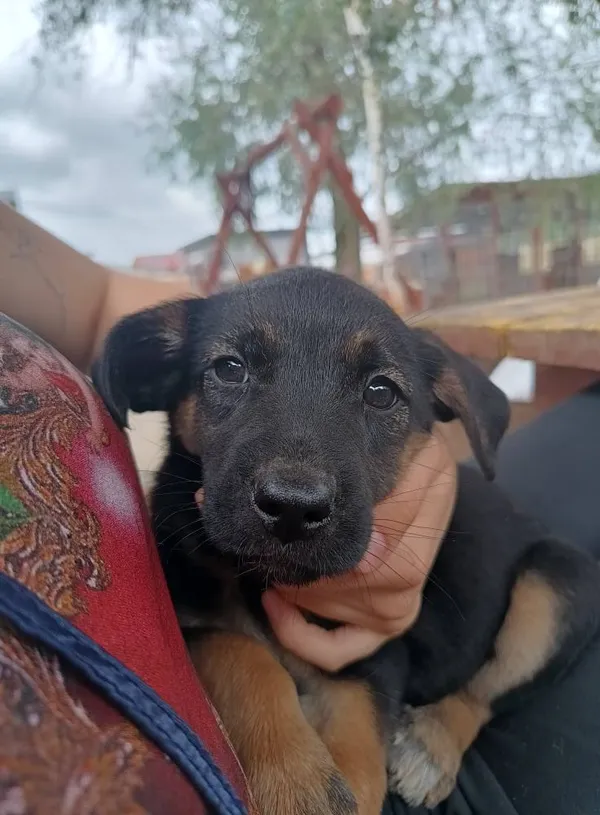 Oddam psa, Olsztyn, Kortowo, 12 lipca 2025 (2/4)