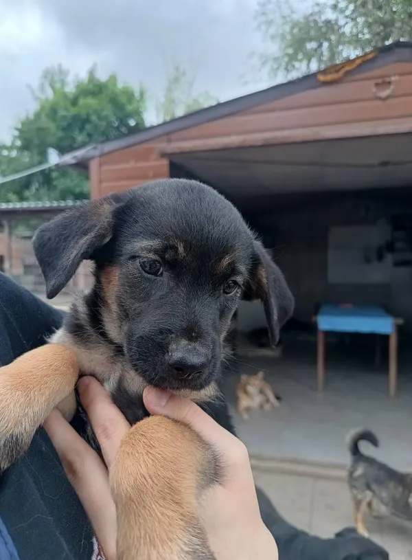 Oddam psa, Olsztyn, Kortowo, 12 lipca 2025 (4/4)