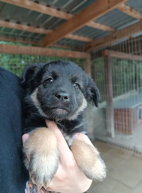 Oddam psa, Siedlec, 12 lipca 2025 (1/2)