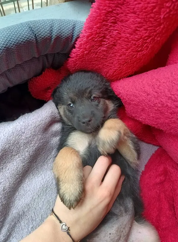 Oddam psa, Siedlec, 12 lipca 2025 (2/2)