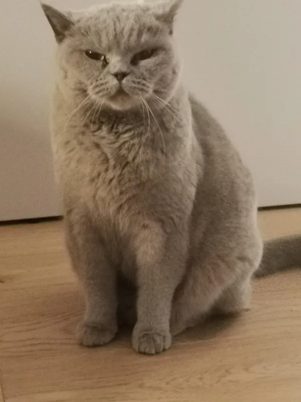 Zaginął kot, Łódź, 12 lipca 2025