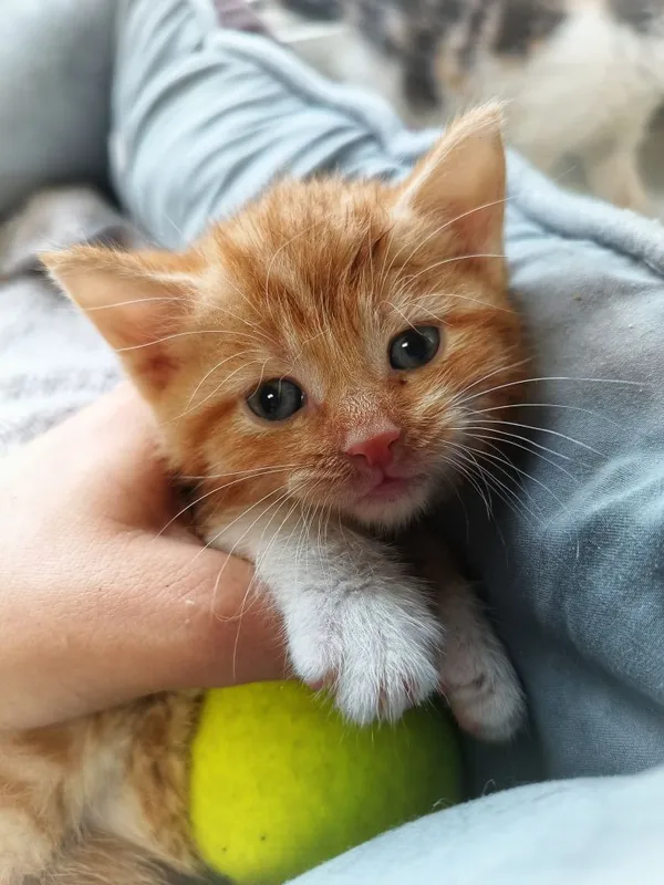 Oddam kota, Olsztyn, Grunwaldzkie, 12 lipca 2025