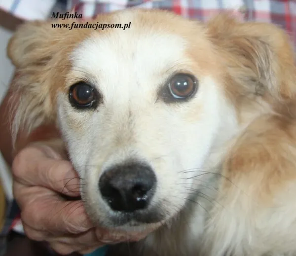 Pies do adopcji, Nowy Dwór Mazowiecki, 12 lipca 2025 (1/5)