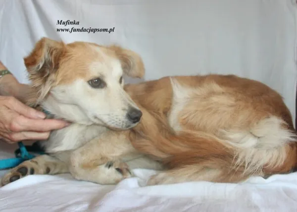 Pies do adopcji, Nowy Dwór Mazowiecki, 12 lipca 2025 (2/5)