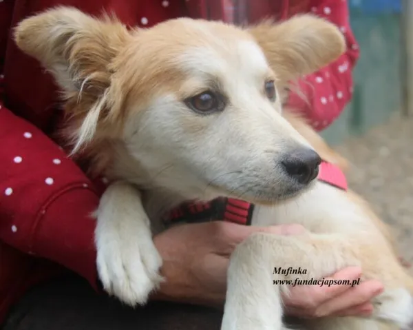 Pies do adopcji, Nowy Dwór Mazowiecki, 12 lipca 2025 (4/5)