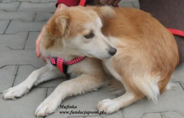 Pies do adopcji, Nowy Dwór Mazowiecki, 12 lipca 2025 (5/5)