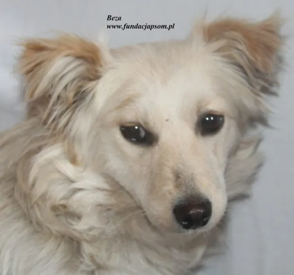 Pies do adopcji, Nowy Dwór Mazowiecki, 12 lipca 2025 (1/5)