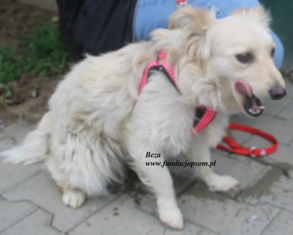 Pies do adopcji, Nowy Dwór Mazowiecki, 12 lipca 2025 (3/5)