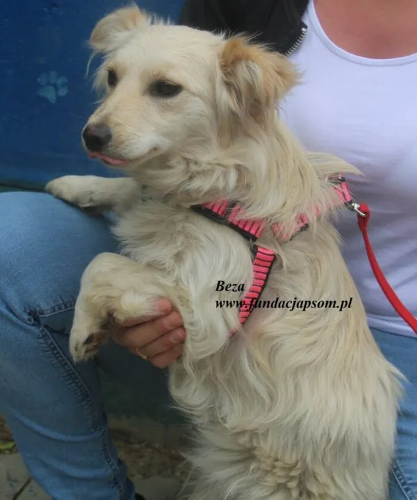 Pies do adopcji, Nowy Dwór Mazowiecki, 12 lipca 2025 (5/5)