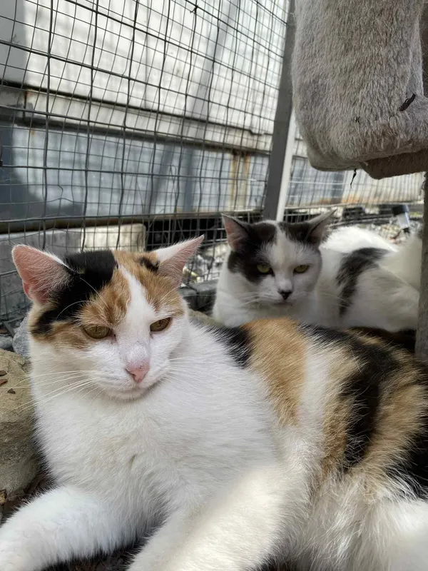 Kot do adopcji, Żywiec, 12 lipca 2025 (1/5)