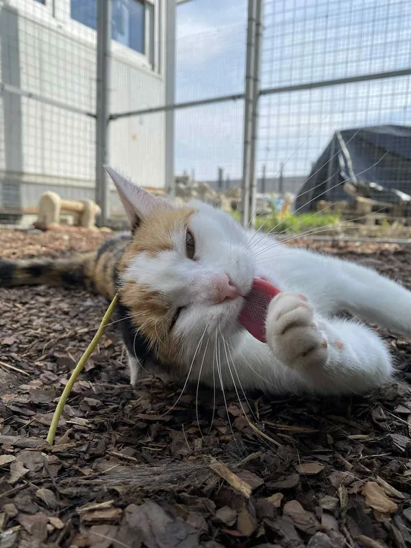 Kot do adopcji, Żywiec, 12 lipca 2025 (3/5)