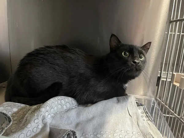 Kot do adopcji, Włocławek, 11 lipca 2025