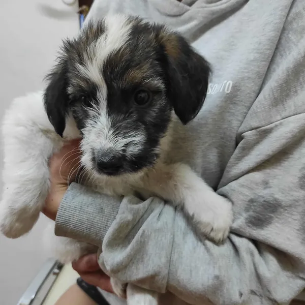 Znaleziono psa, Sosnowiec, 12 lipca 2025