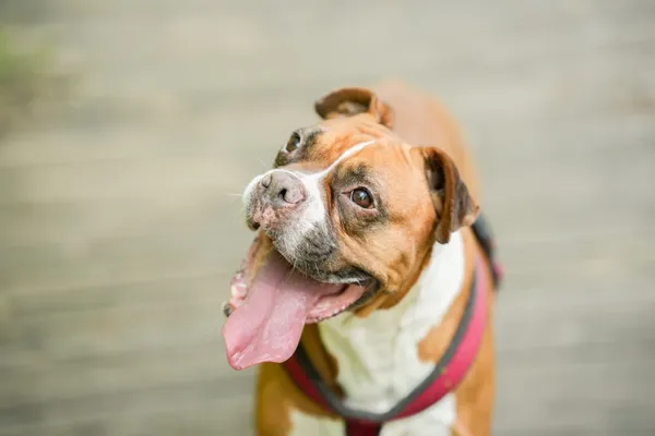 Znaleziono psa, Sosnowiec, 12 lipca 2025 (3/5)