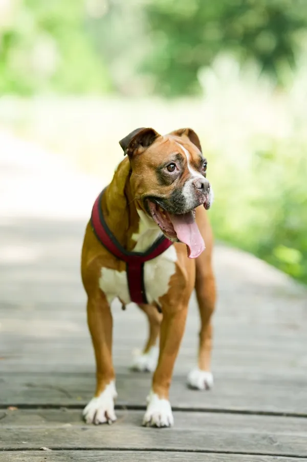 Znaleziono psa, Sosnowiec, 12 lipca 2025 (4/5)