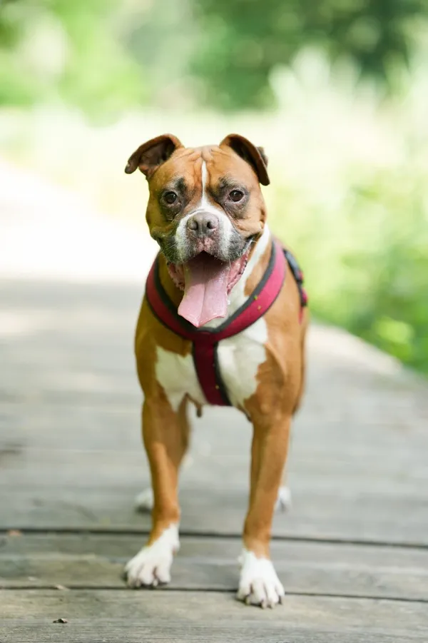 Znaleziono psa, Sosnowiec, 12 lipca 2025 (5/5)