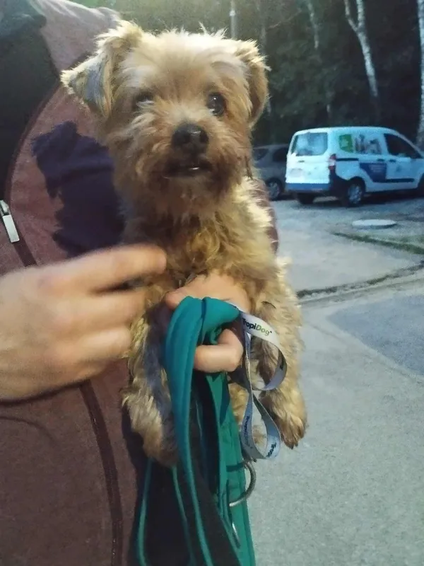 Znaleziono psa, Sosnowiec, 11 lipca 2025