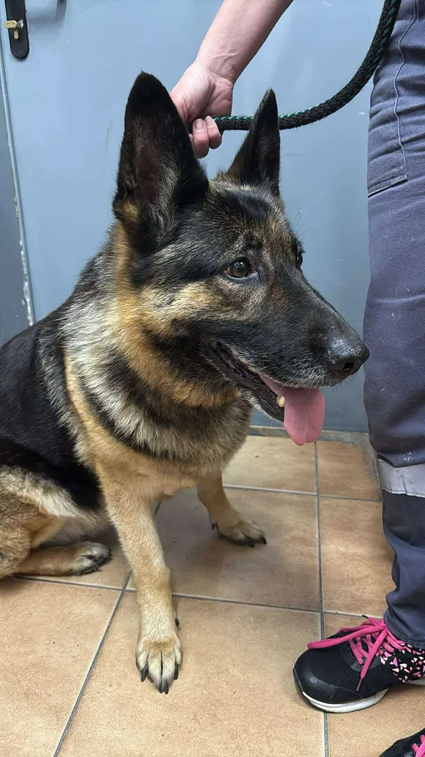 Znaleziono psa, Sosnowiec, 9 lipca 2025