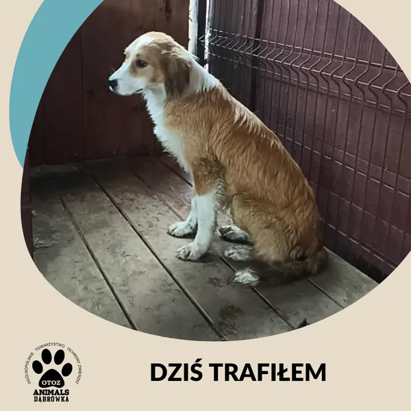 Znaleziono psa, Dąbrówka, 11 lipca 2025