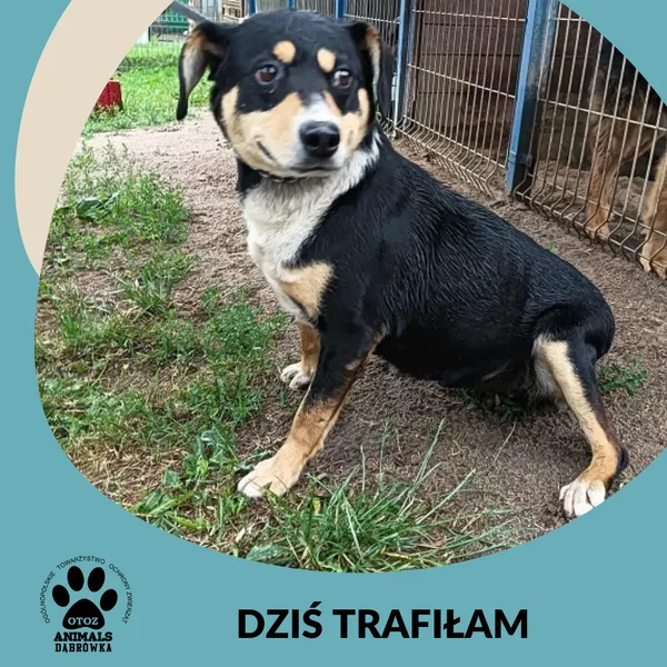 Znaleziono psa, Dąbrówka, 8 lipca 2025