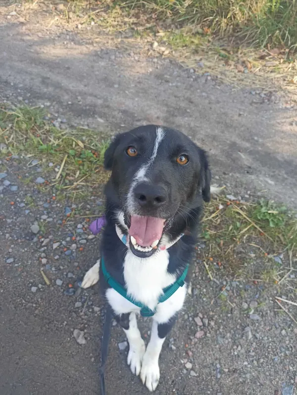 Znaleziono psa, Chojnice, 8 lipca 2025 (1/5)