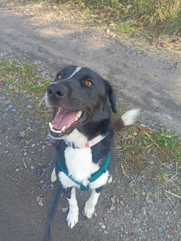 Znaleziono psa, Chojnice, 8 lipca 2025 (2/5)