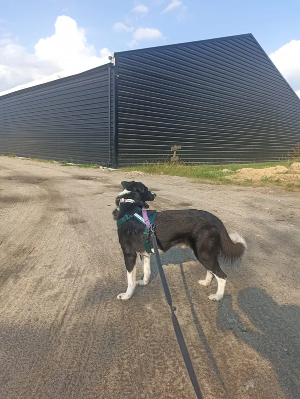 Znaleziono psa, Chojnice, 8 lipca 2025 (3/5)