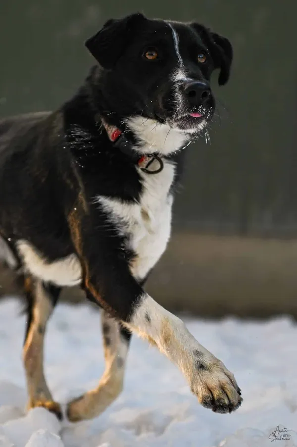 Znaleziono psa, Chojnice, 8 lipca 2025 (5/5)