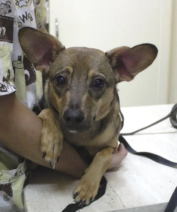 Znaleziono psa, Łódź, 12 lipca 2025 (1/5)