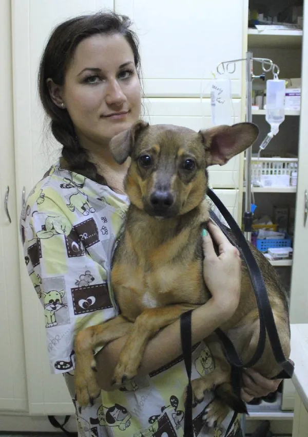 Znaleziono psa, Łódź, 12 lipca 2025 (4/5)