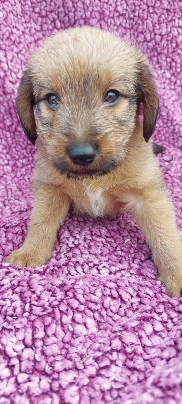 Oddam psa, Janowo, 13 lipca 2025 (2/3)