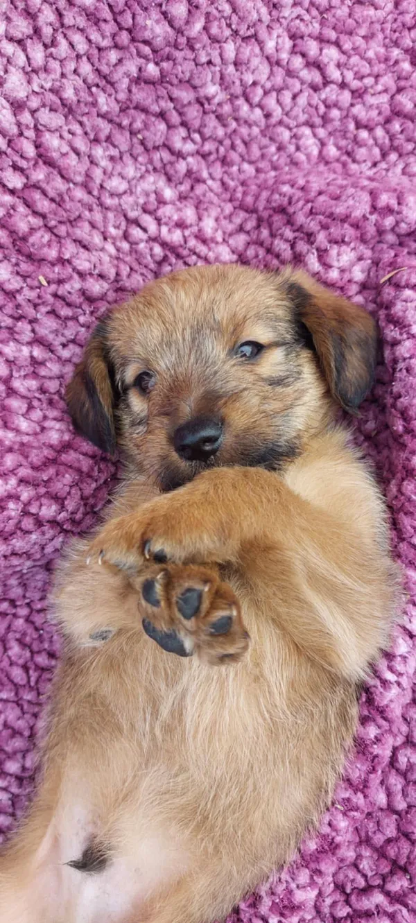 Oddam psa, Janowo, 13 lipca 2025 (3/3)