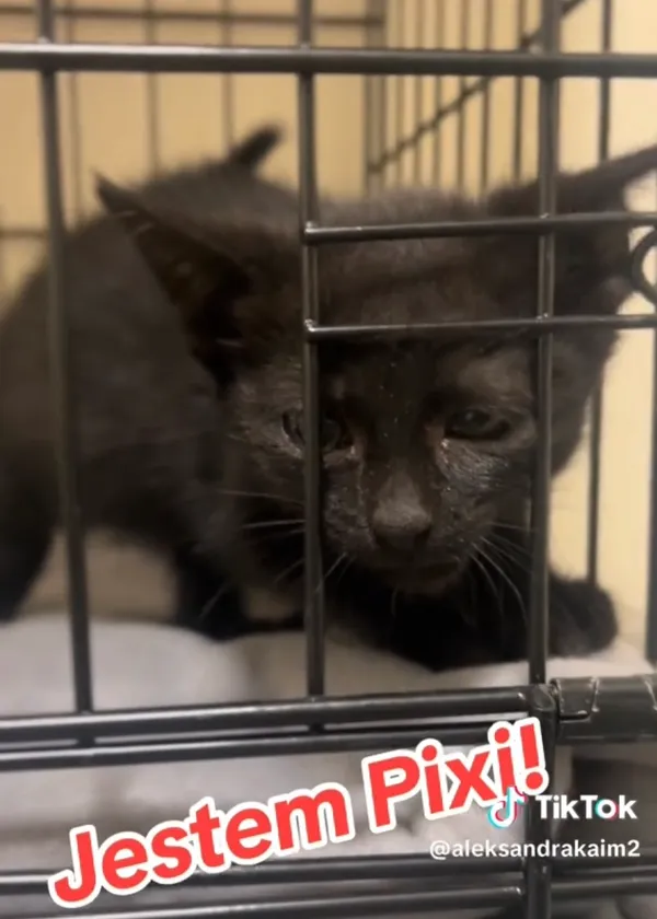 Kot do adopcji, Radom, 13 lipca 2025