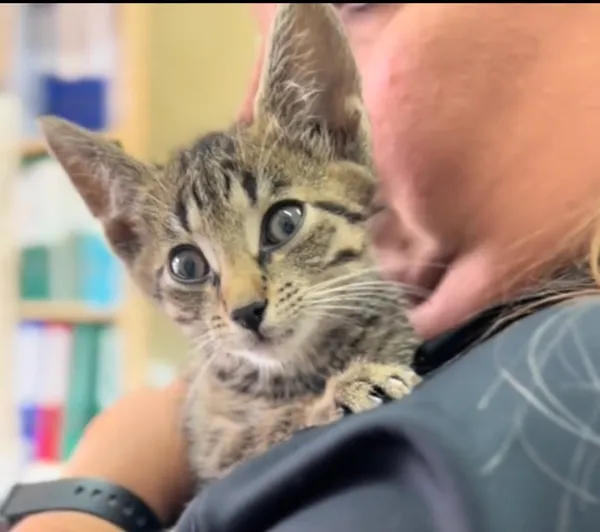 Kot do adopcji, Radom, 13 lipca 2025