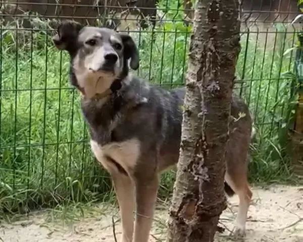 Pies do adopcji, Głowno, 12 lipca 2025 (1/5)