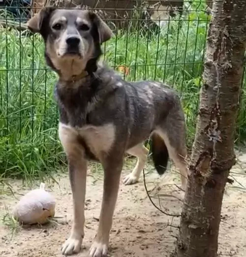 Pies do adopcji, Głowno, 12 lipca 2025 (2/5)