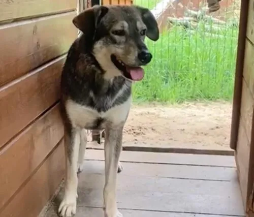 Pies do adopcji, Głowno, 12 lipca 2025 (3/5)