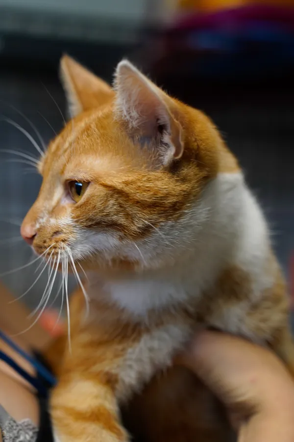 Znaleziono kota, Sosnowiec, 13 lipca 2025 (1/2)