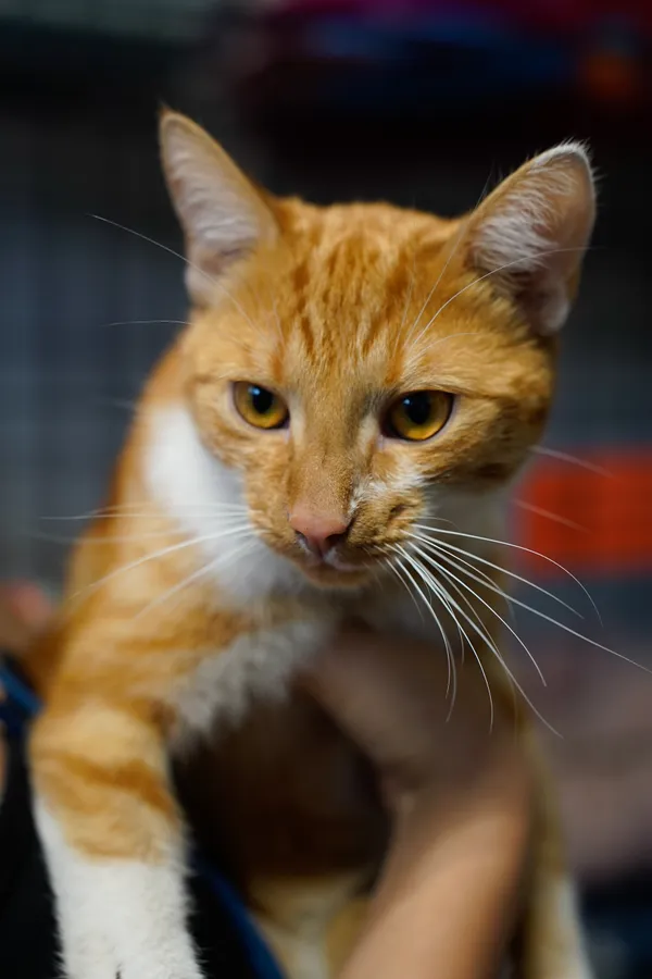 Znaleziono kota, Sosnowiec, 13 lipca 2025 (2/2)