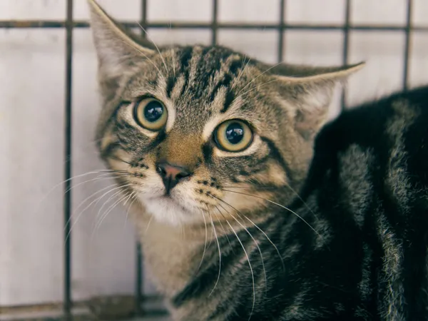 Znaleziono kota, Sosnowiec, 9 lipca 2025 (1/3)